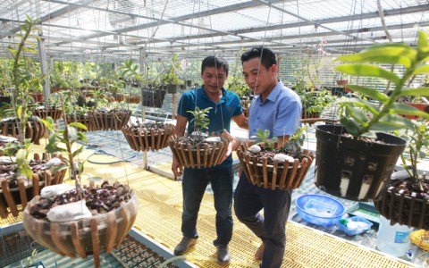 Đại gia Hà Nội nghiện "nàng Kiều Phi Yến”, có người trả 800 triệu vẫn không bán